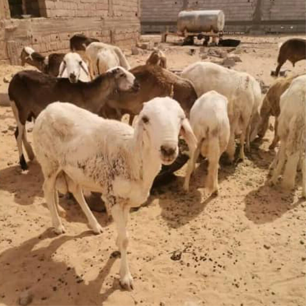 Give Qurbani Online This Eid - Feed Displaced Families in Sudan
